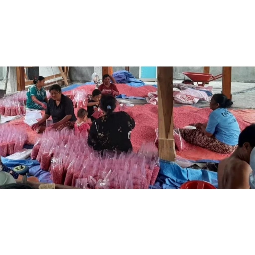 Shopritz 1Kg Benih Jagung F2 Perkasa Siap Tanam