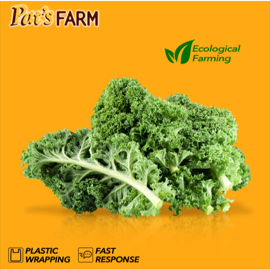 

KALE / Sayur Kale / Curly Kale