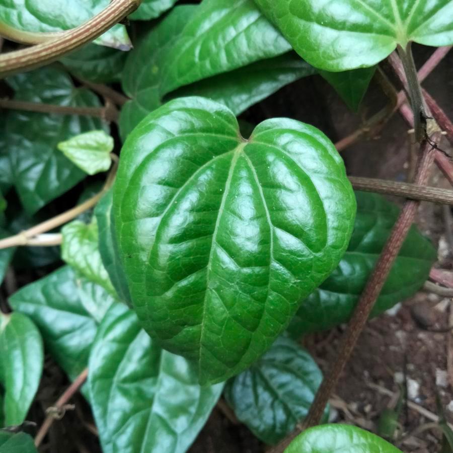 

NEW PRODUK Daun Sirih Ketemu Ruas Segar Temu Rose Temu Urat