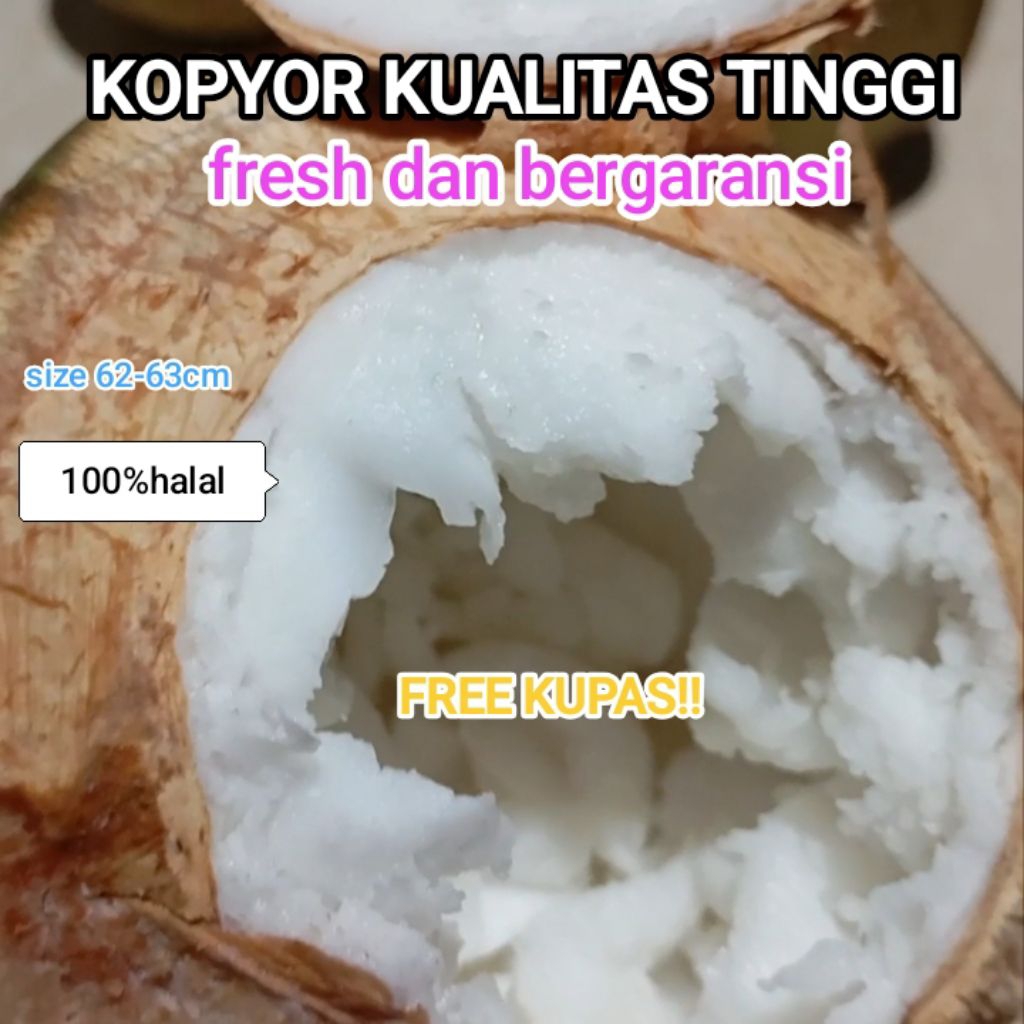 

kelapa kopyor kualitas tinggi size jumo 59-63cm fresh dan bergaransi
