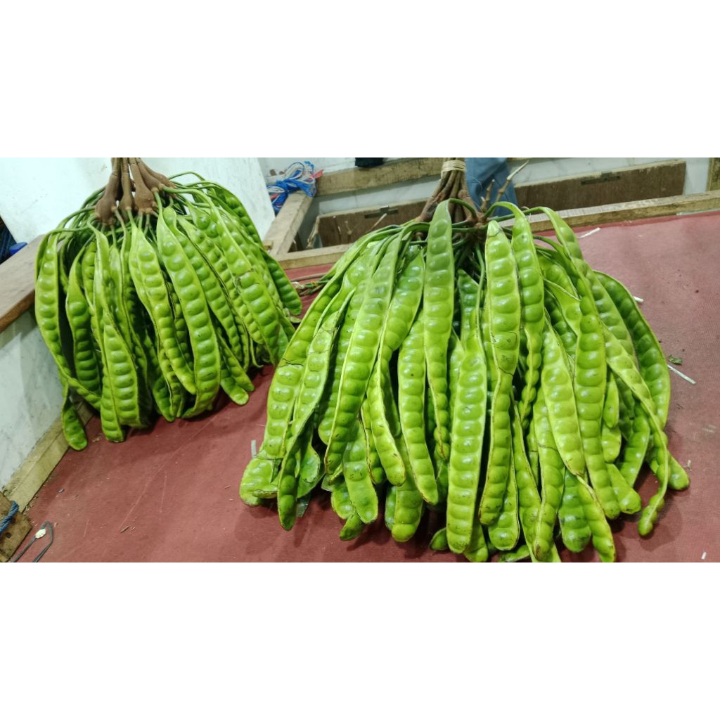 

PETE PADI ISI 10 PAPAN HARGA MURAH MERIAH