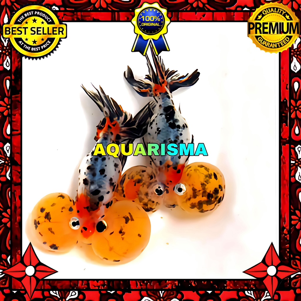 KEBUTUHAN AKUARIUM - KOKI RANCHU MATA BALON BUBBLE EYES DEMETRIOS IMPORT 15-16 CM