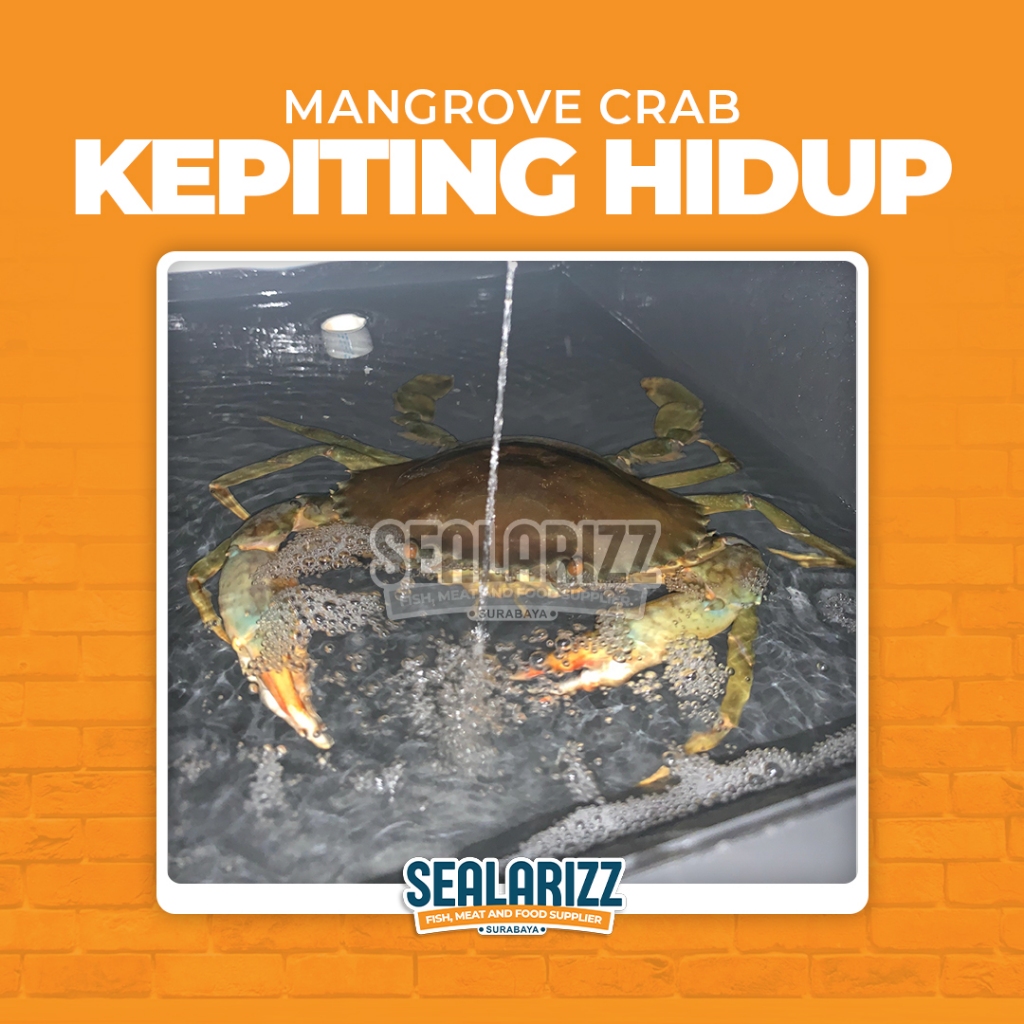 

Kepiting Hidup Mangrove / Kepiting Bakau / Life Mangrove Crab / Jual Kepiting Hidup /Surabaya
