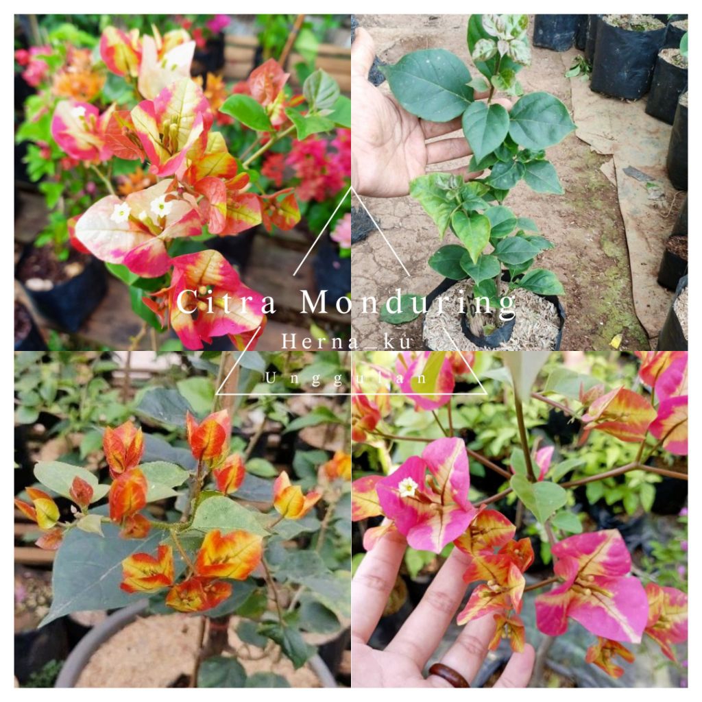 Bunga Bugenvil CITRA MONDURING Import Orian | Bougenville CITRA MONDURING Bunga Gradasi yang Cantik