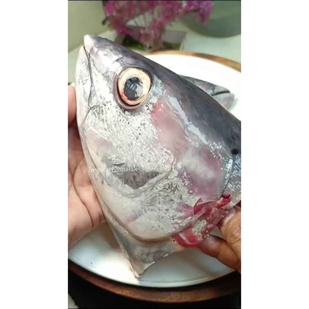 

kepala ikan tongkol potong besar