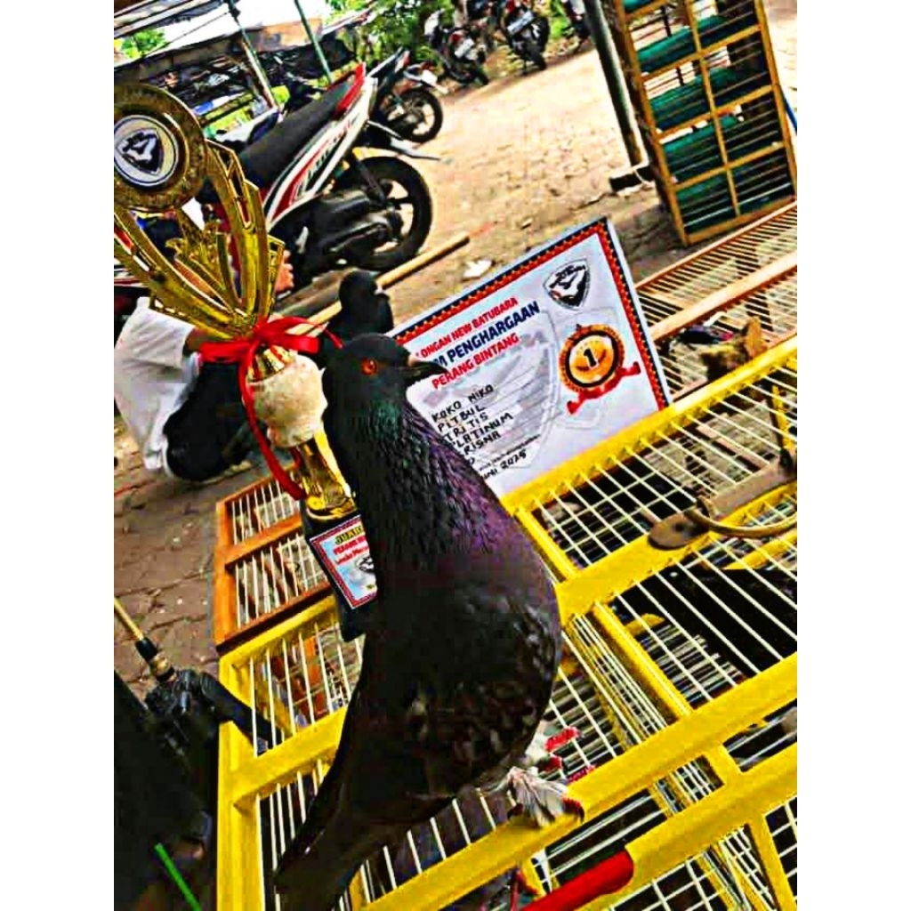 Merpati Kolongan Bebas Player