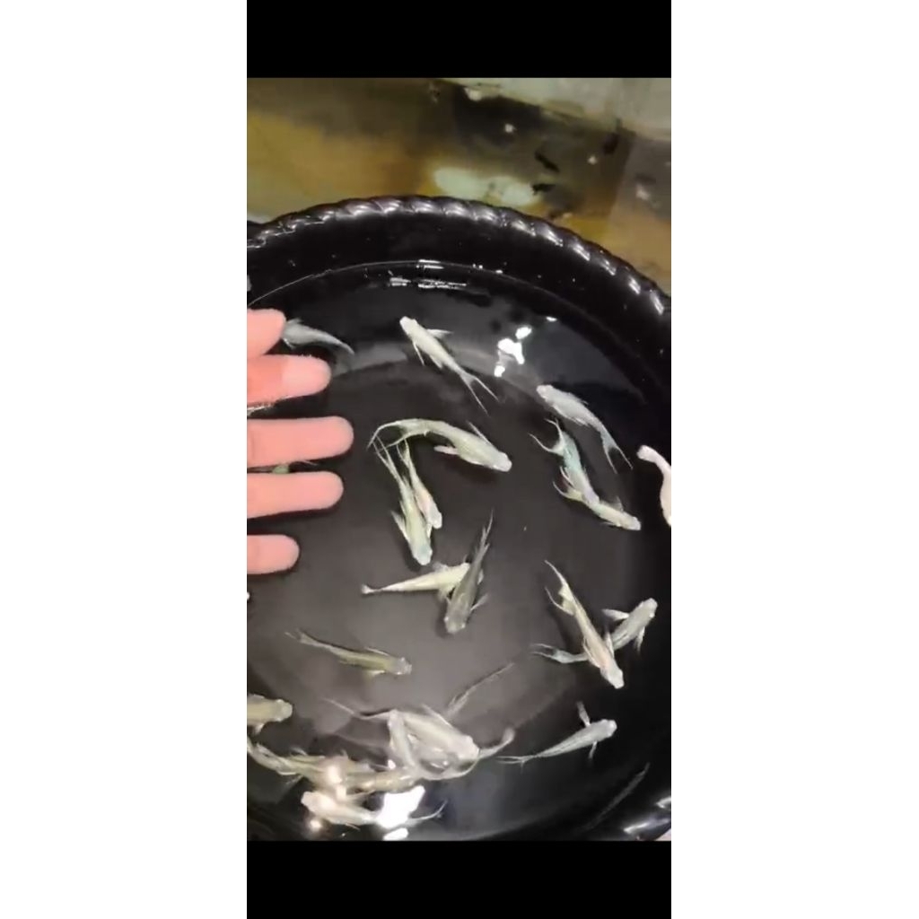 paket indukan molly platinum