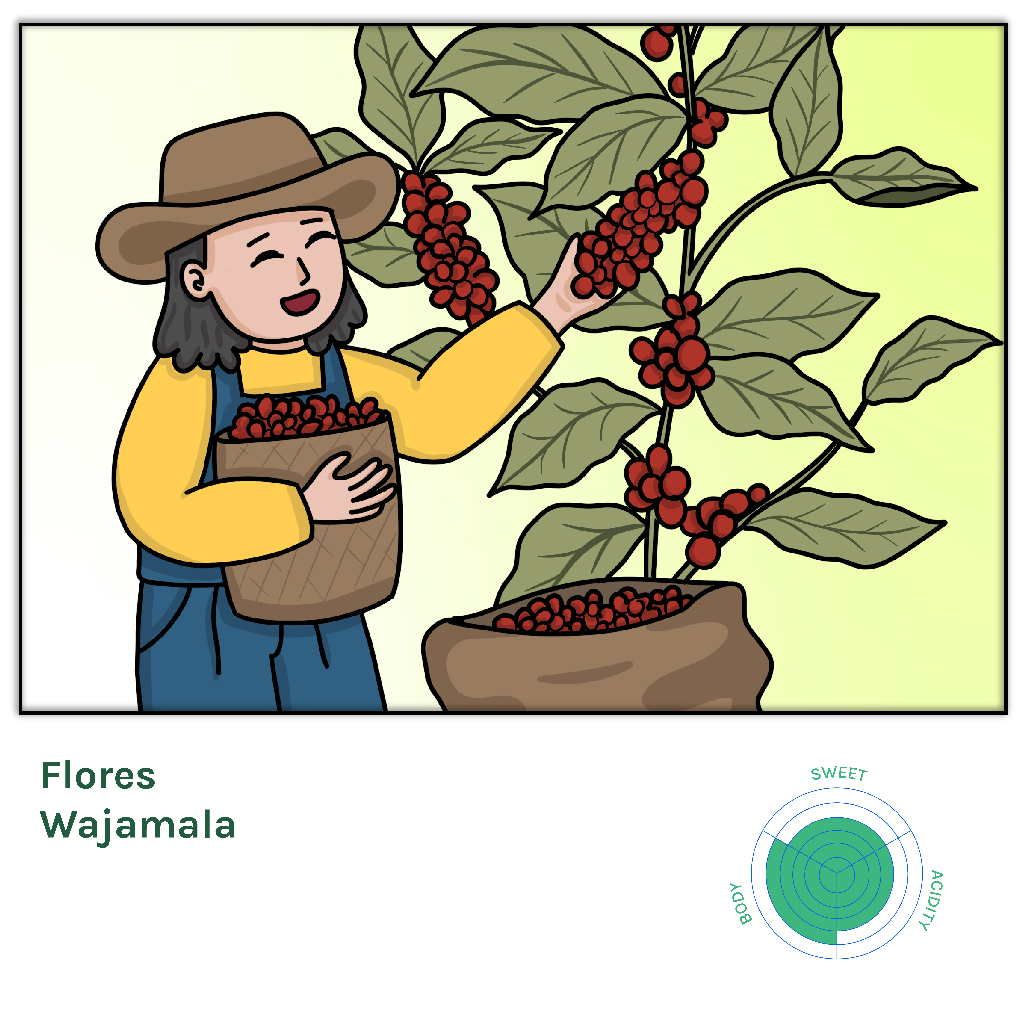 

Biji Kopi Arabika Flores Wajamala