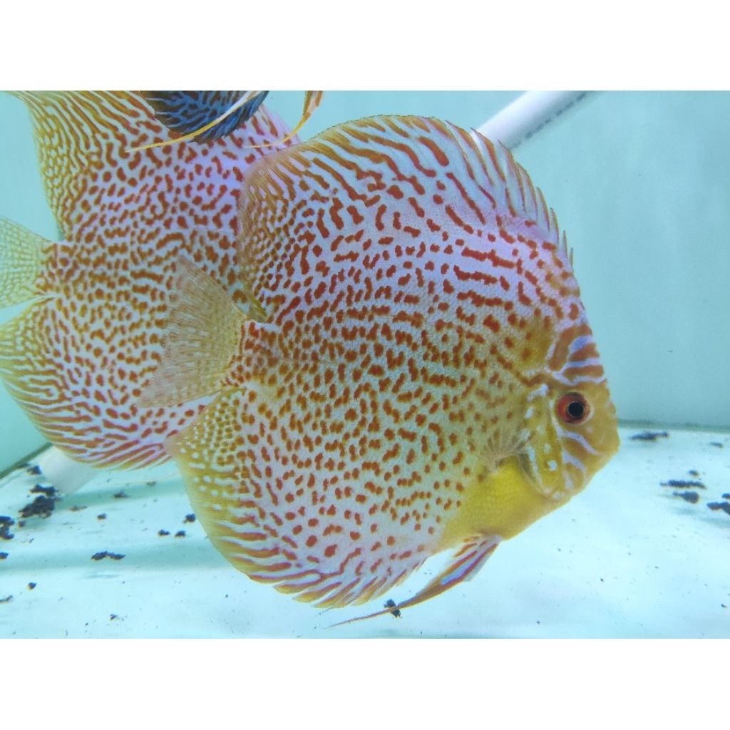Ikan Hias Akuarium Discus Leopard Snake Skin 5in
