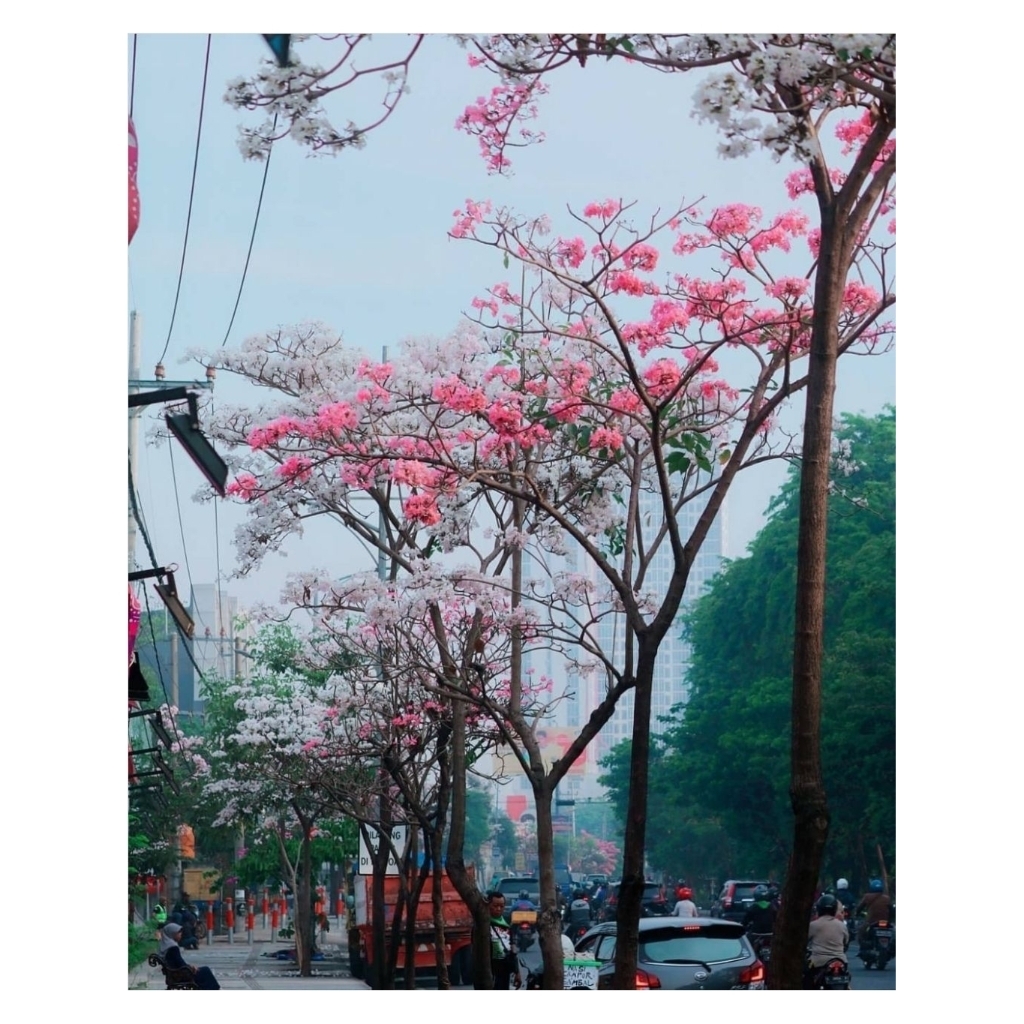 pohon tabebuya rosea pink