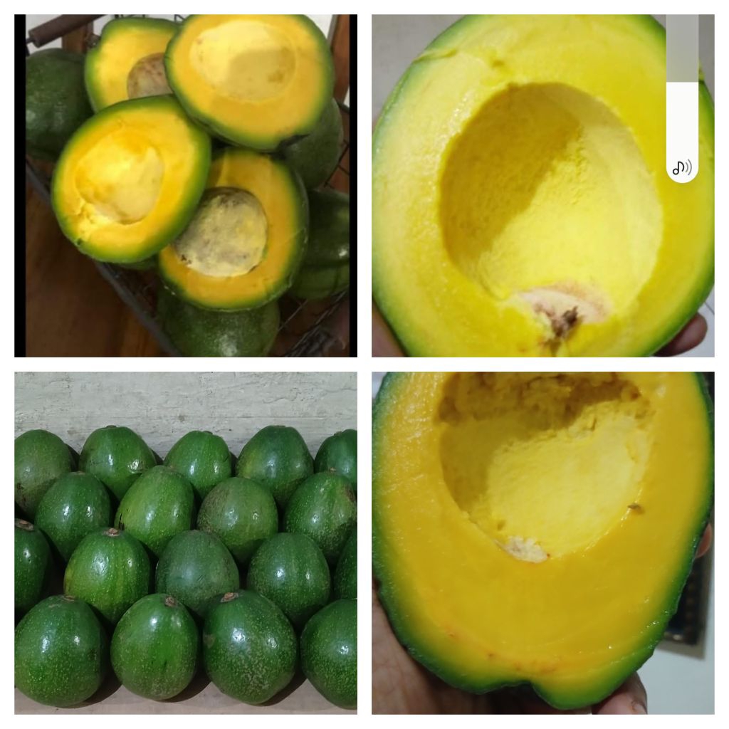 

alpukat Mentega MIKI.legit creamy