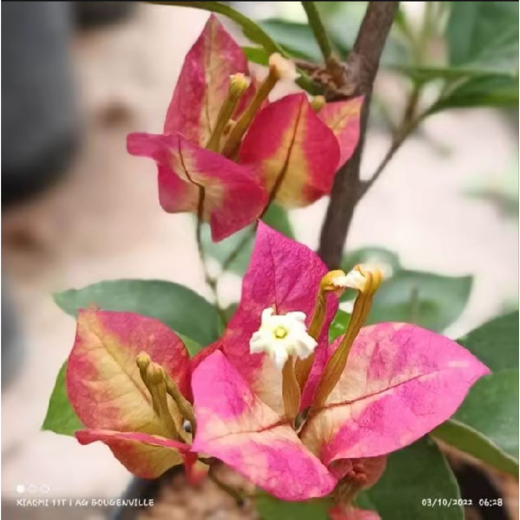 BUNGA BOUGENVILLE - SUFIA INDIA  - BUNGA ORI