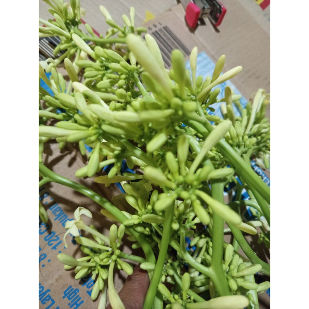 

Bunga pepaya Jantan/gandul 1kg segar_fresh