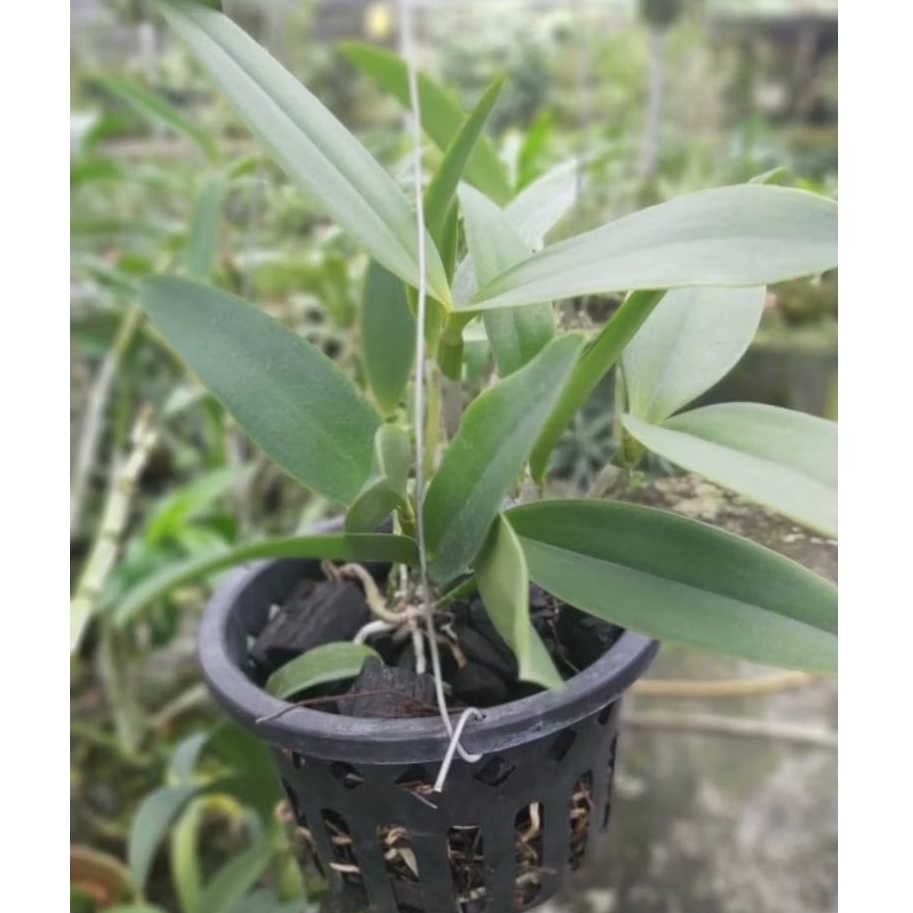 Anggrek Cattleya Forbesii X Cattleya Tigrina Tanaman Hias
