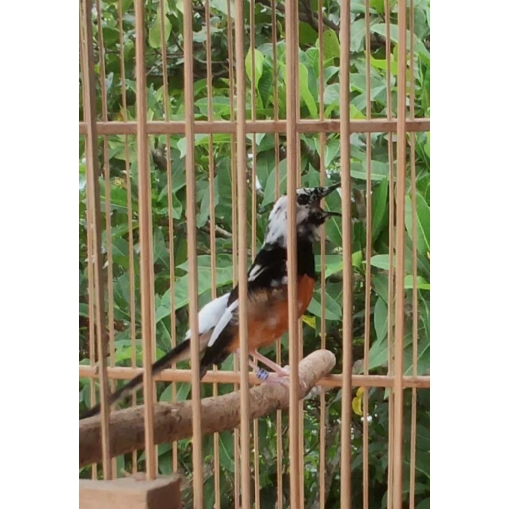 Trotol Murai Batu Trah Warna Albino,Panda,Zombie,Golden Shama,Black Shama,Platinum