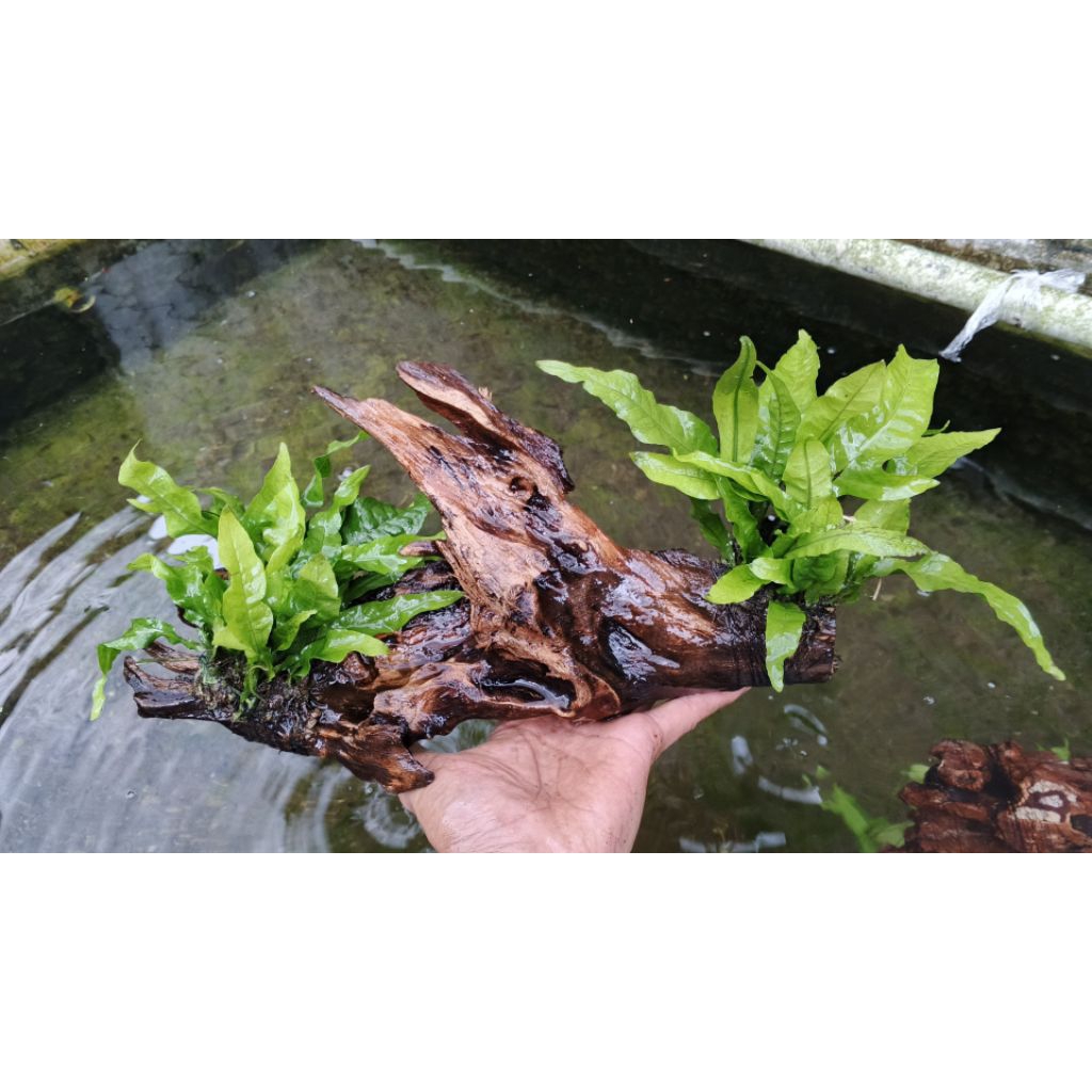 kadaka_rentek_Aquascape