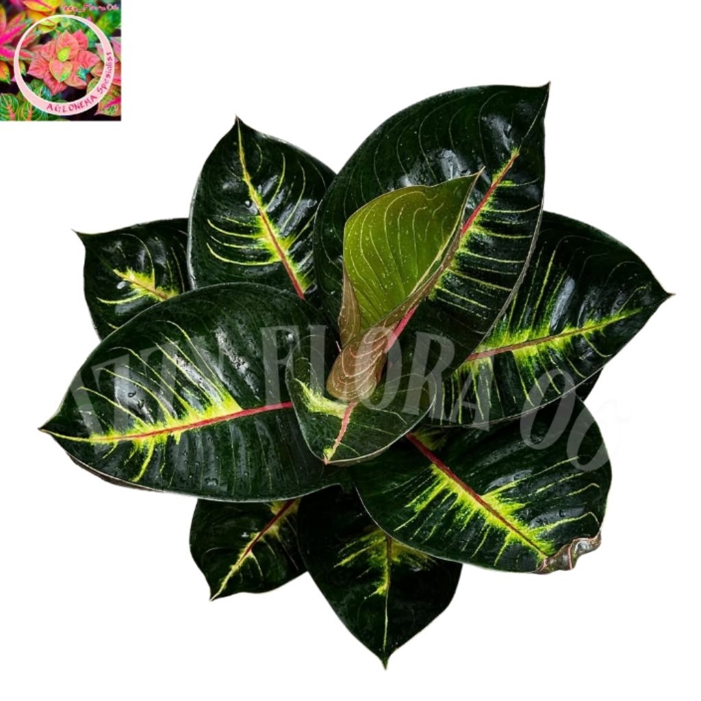 Tanaman Hias Aglonema Black Moonlight Gerhana Realpict Aglonema Black Moonlight Gerhana Rimbun Dewas