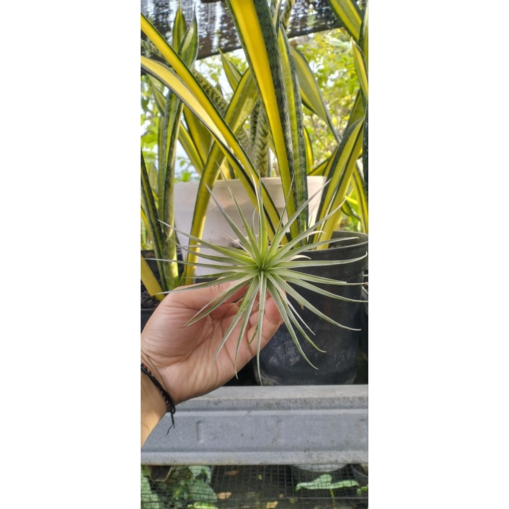 tillandsia houston