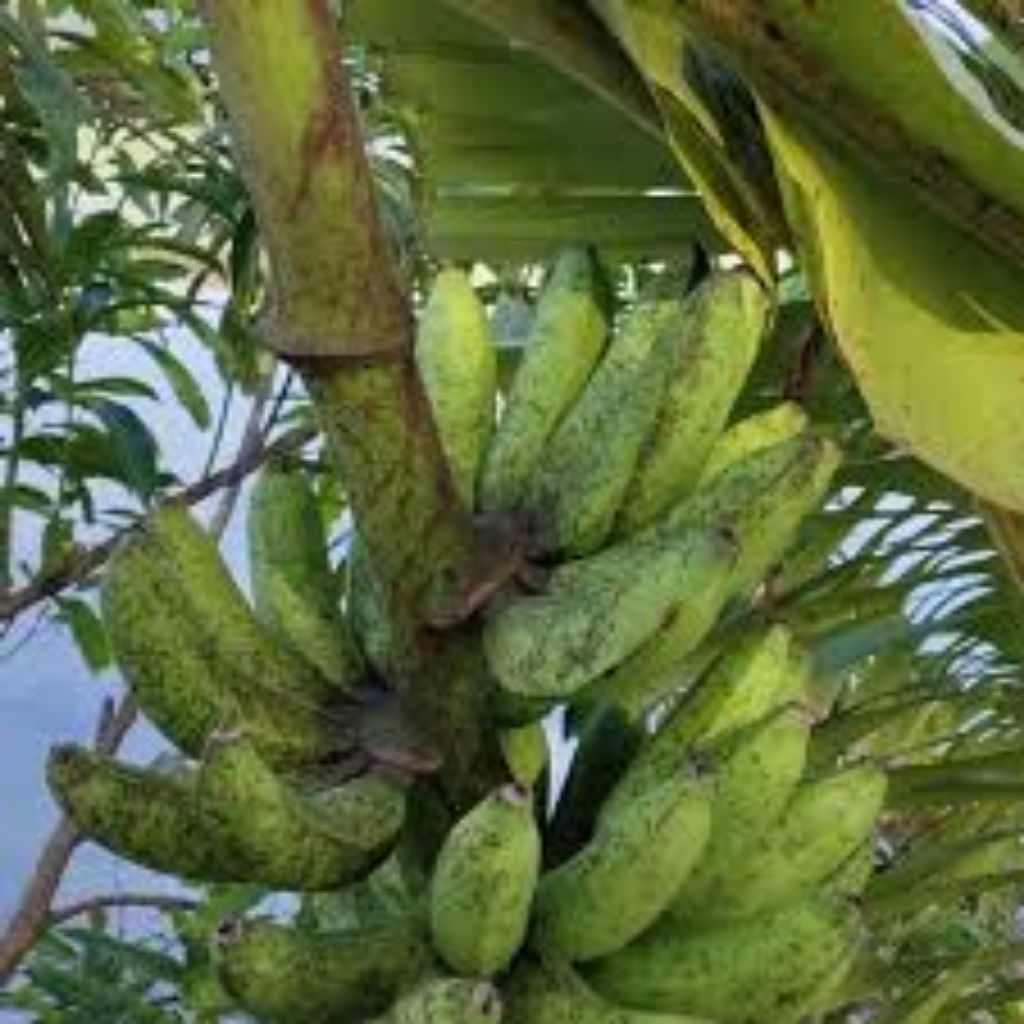 

jual Pisang bogo 1 tandan buah masih fresh