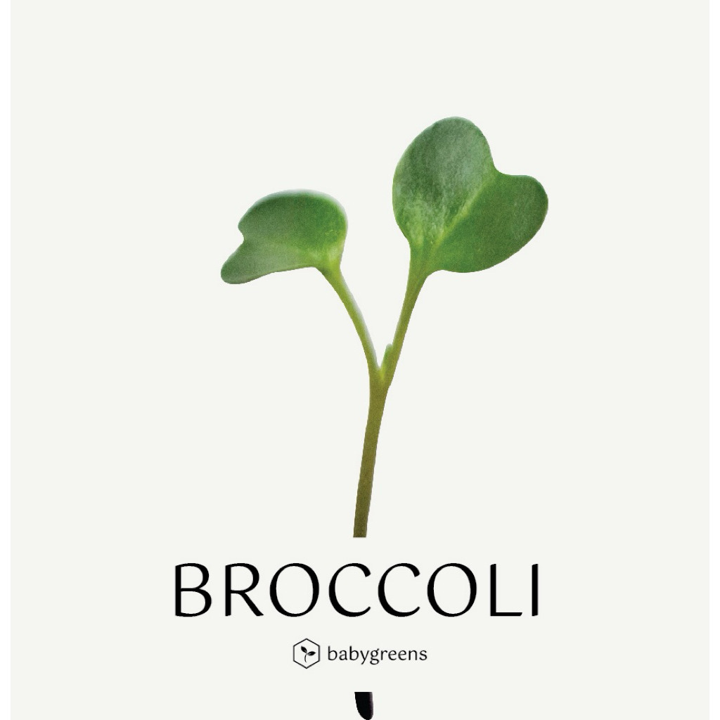 

[BABYGREENS] Broccoli Microgreens - 30 gr