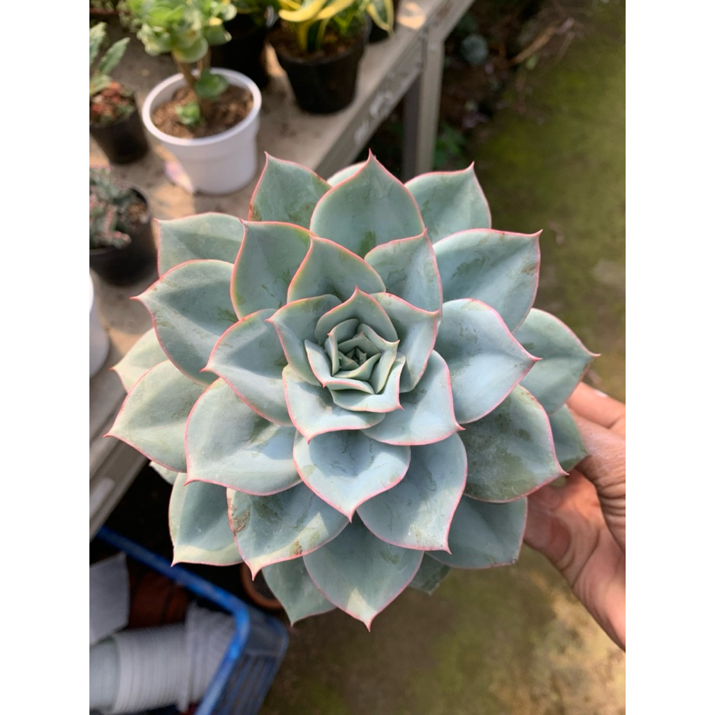 echeveria cansu jumbo size
