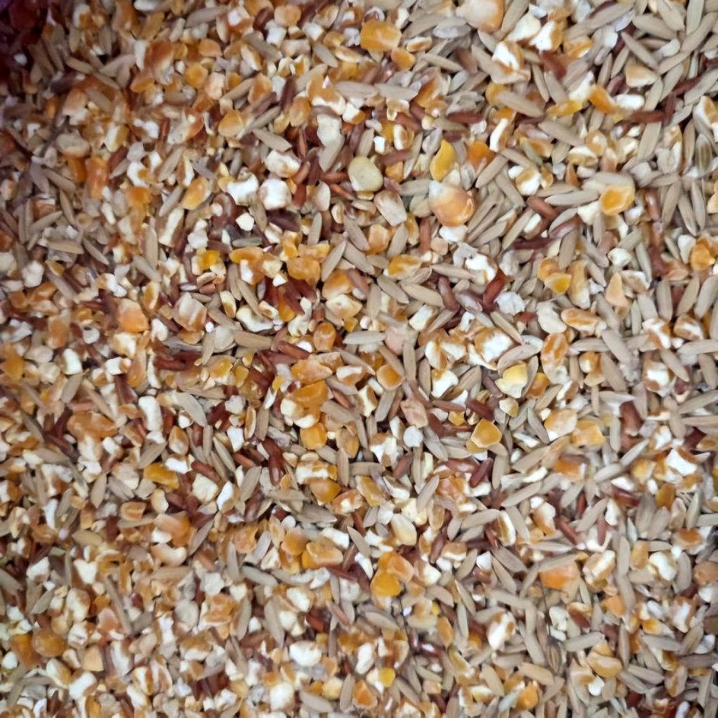 Beras Merah Mix Jagung Giling premium grade A 1Kg | Pakan Ayam Bangkok Aduan & Petarung Berkualitas 