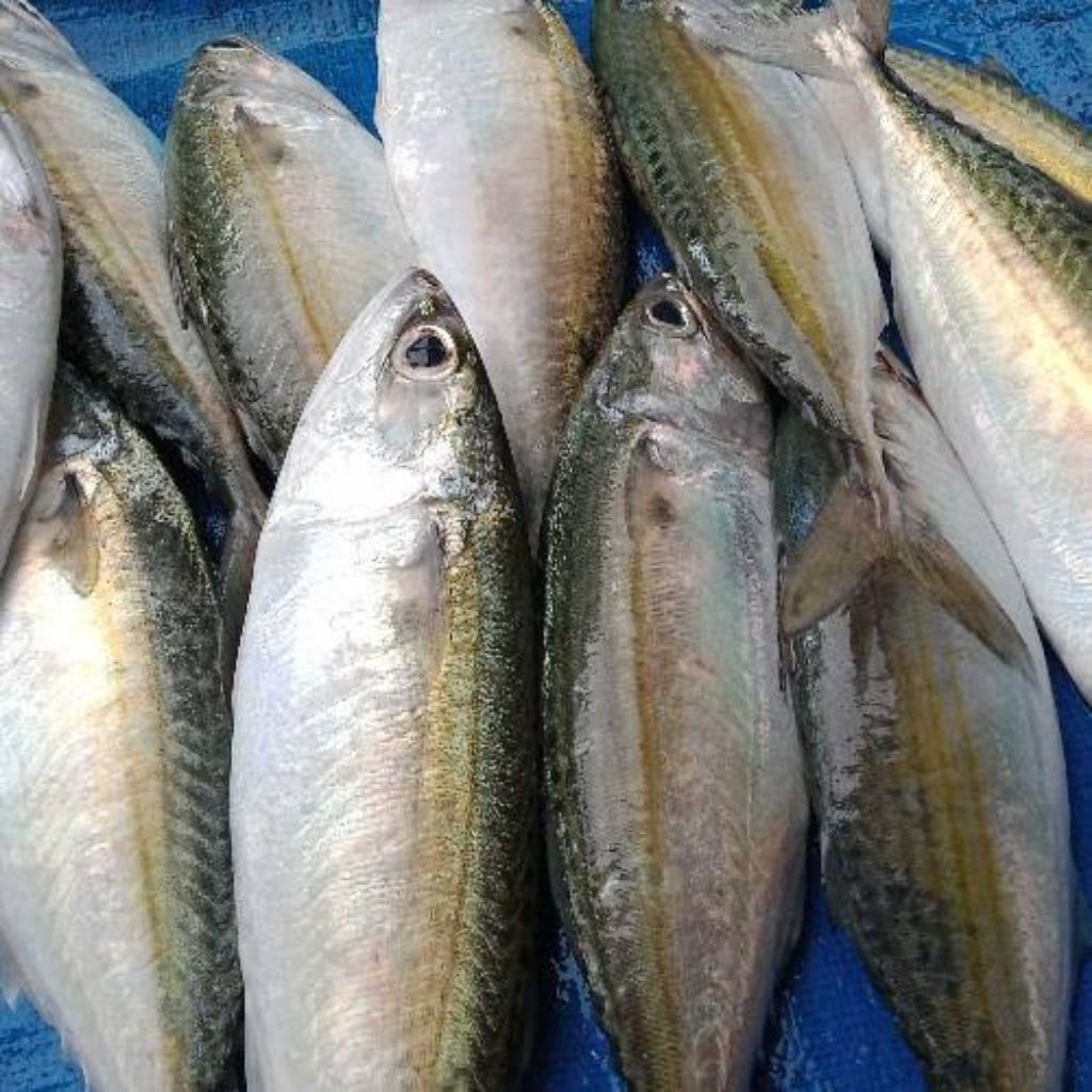 

Ikan Gembung Kuring Fresh / Kembung Kuring (Ikan Segar)