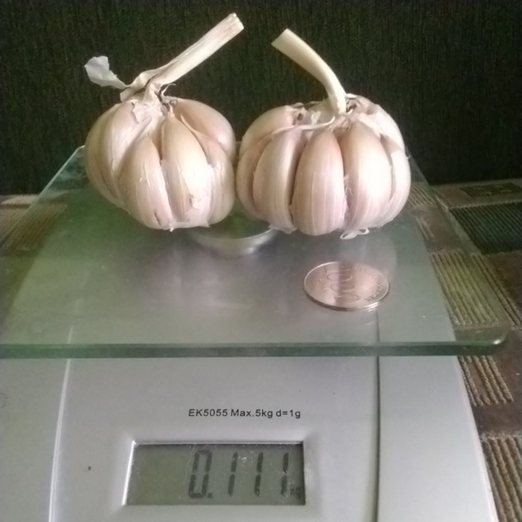 

100gram 1ons bawang putih sinco baput