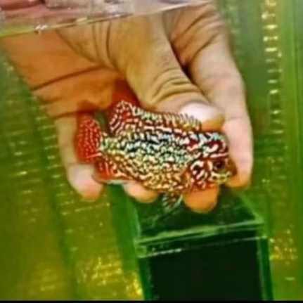 Louhan Kamfa F3 Ori Bahan Progresan Hiasan Aquarium