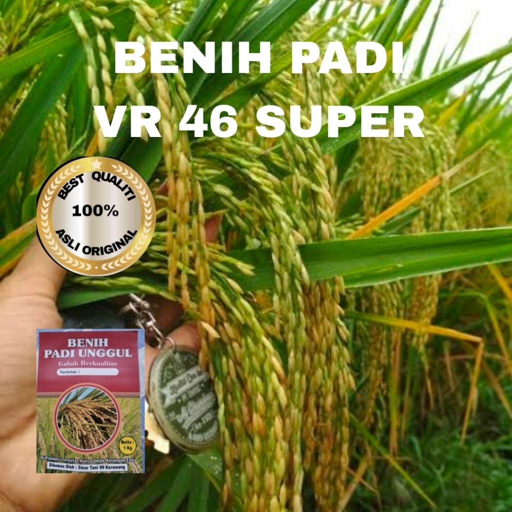 BENIH PADI VR 46 UNGGUL 1KG BERKUALITAS original
