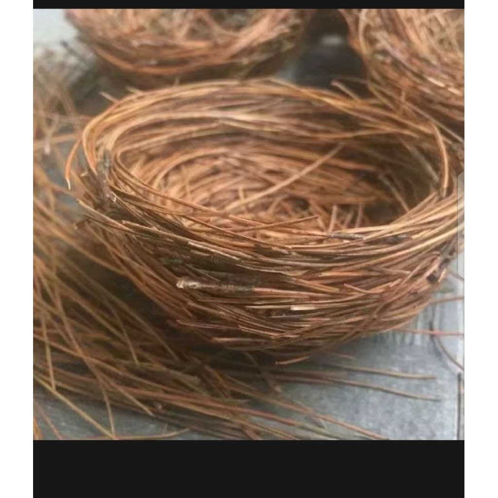 

DAUN PINUS SEGAR 500 GRAM