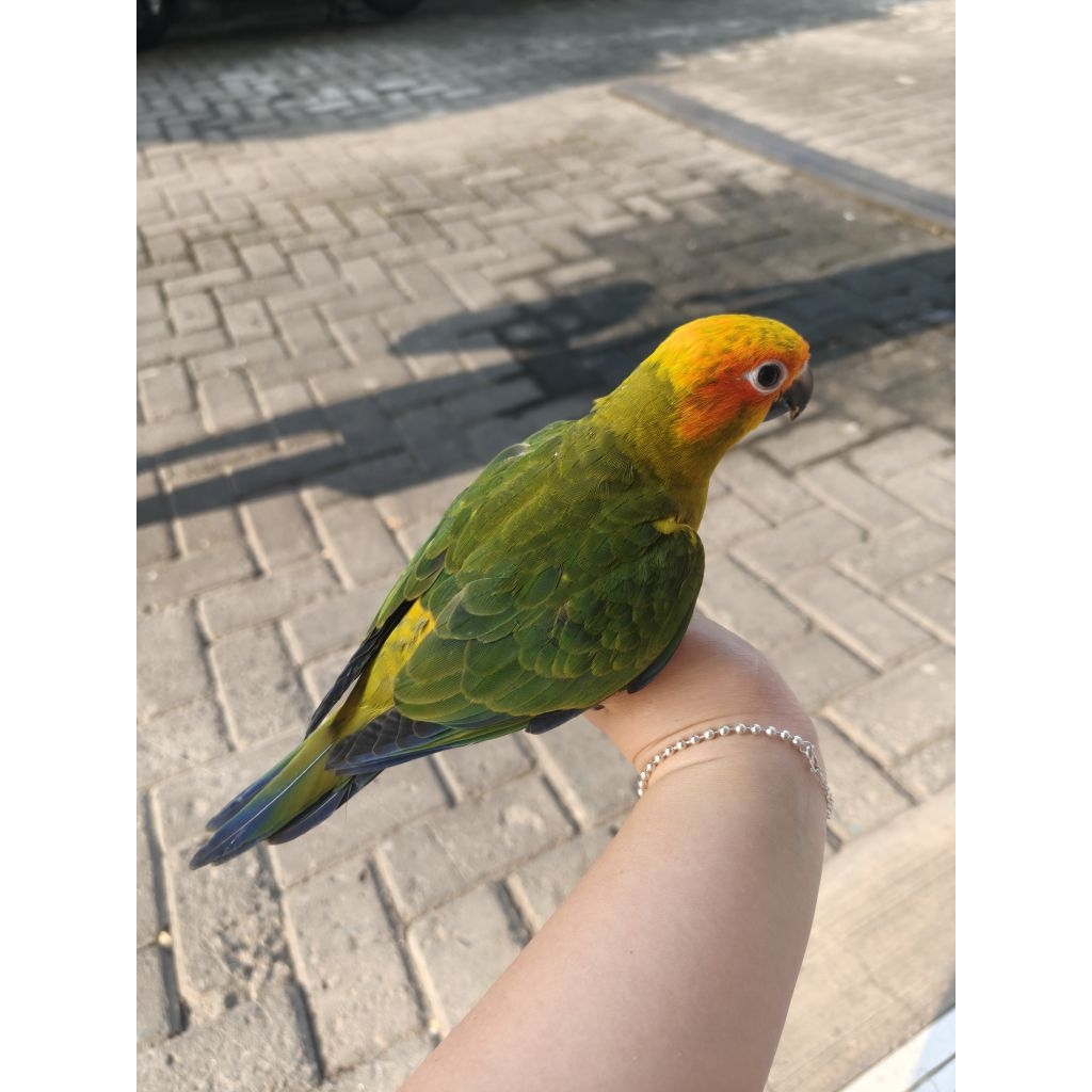KHUSUS INSTANT MEDAN Burung Sun conure jinak Sunconure