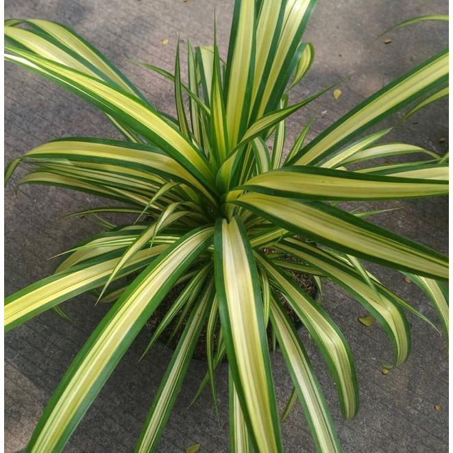 BIBIT TANAMAN HIAS PANDAN VARIGATA/PANDAN VARIGATA KUNING