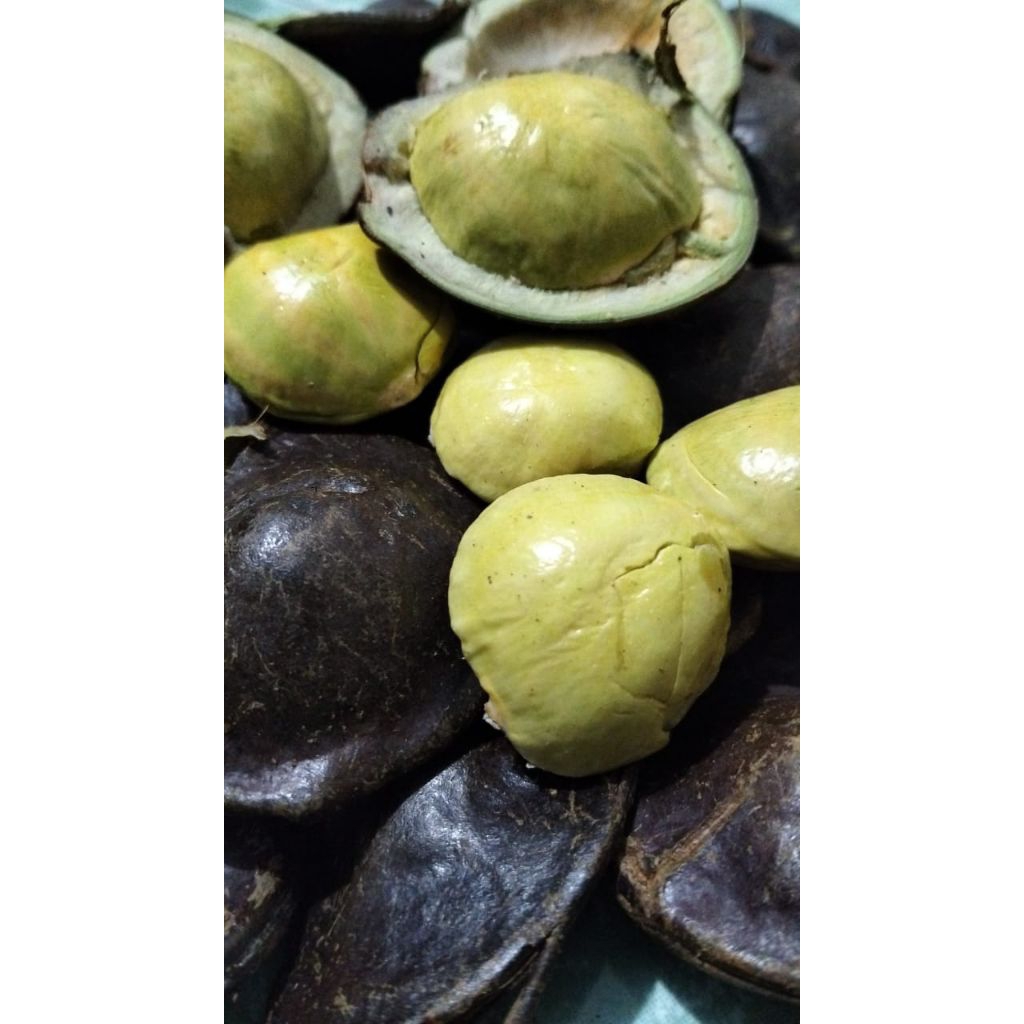 

Jengkol muda 1 kg