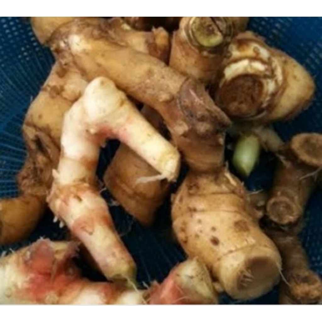 

Rimpang pacing umbi pacing segar 500 gram-az