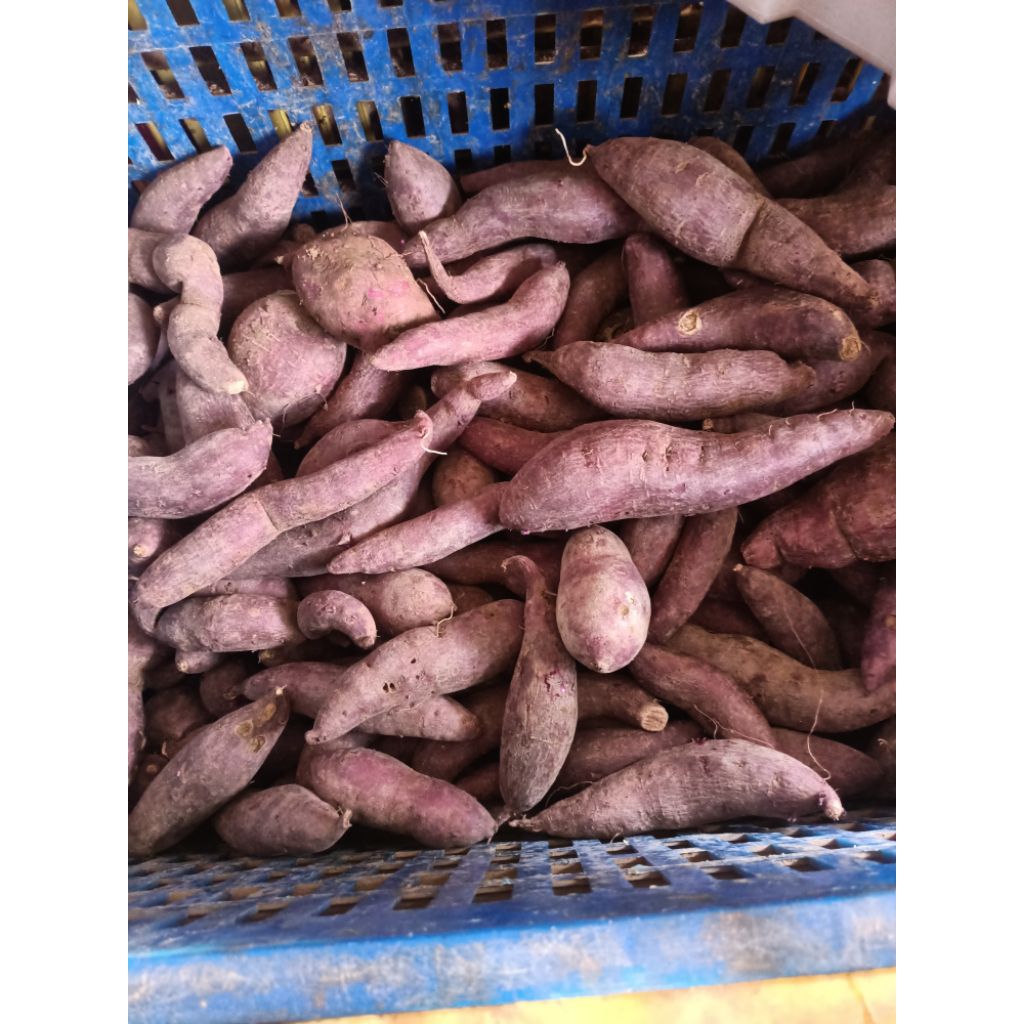 

Ubi Ungu Ukuran Sedang, Besar