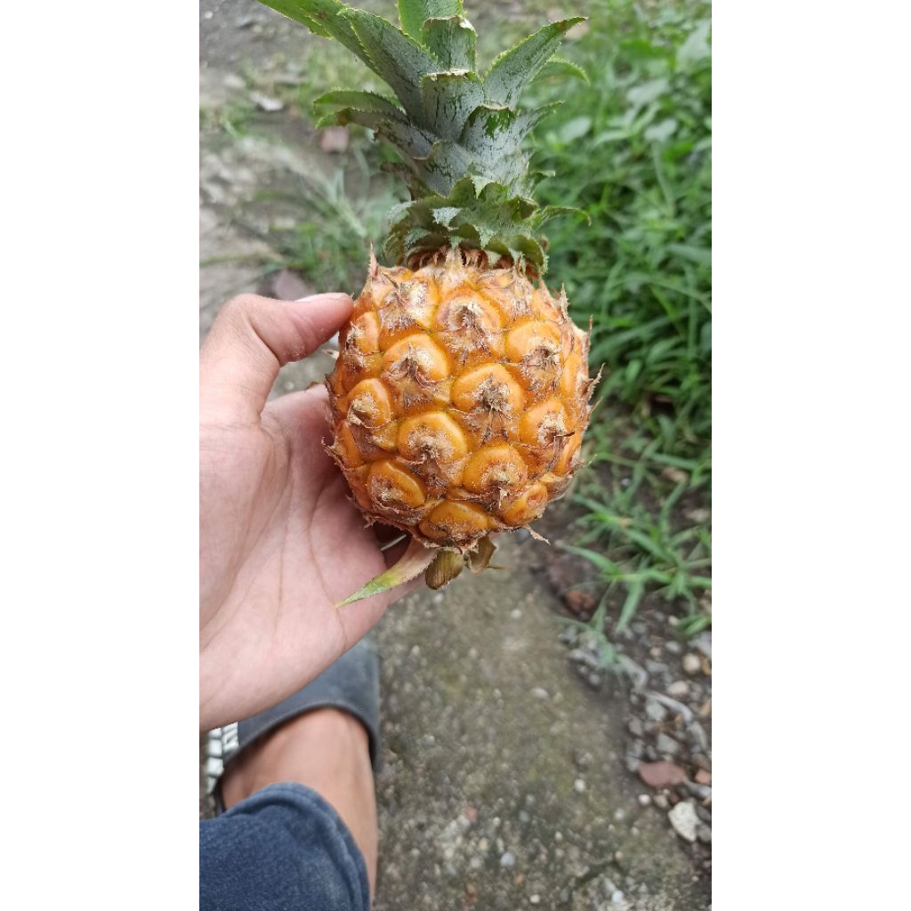 

Nanas madu pemalang uk B