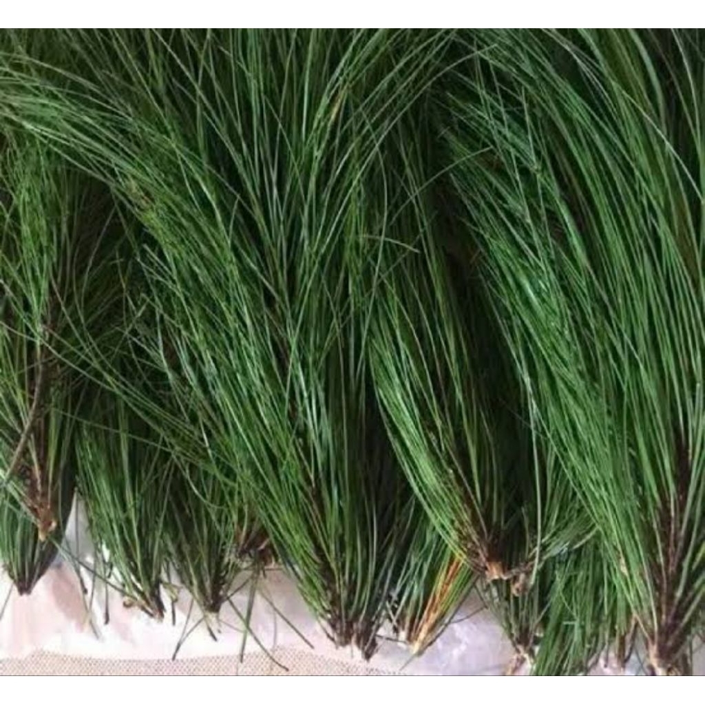 

1 kg daun pinus segar petik langsung-az