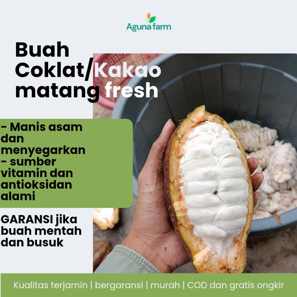 

Buah Cokelat / Kakao Premium MCC 02 Matang Fresh Bergaransi – Siap Makan dan Bisa Untuk Bibit, Manis & Asam Segar!