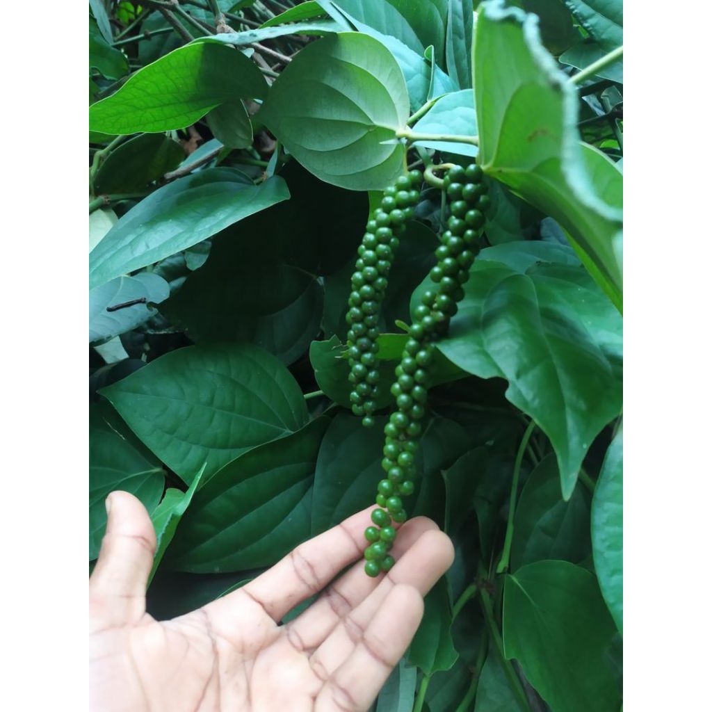 Bibit lada stek batang/bibit stek lada/bibit unggul  (isi 10).