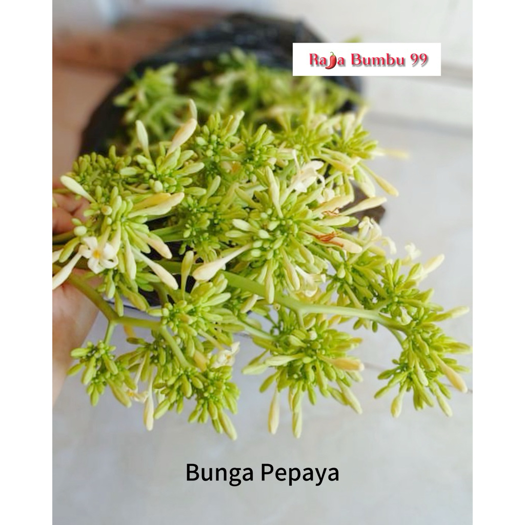 

Bunga Pepaya 15.000