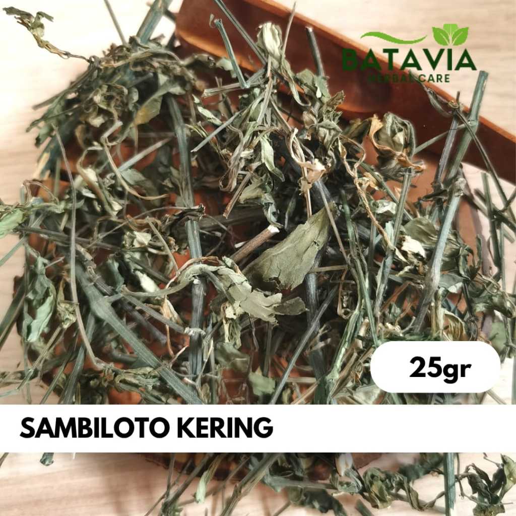

Daun Sambiloto Kering Simplisia Herbal Andrographis Paniculata
