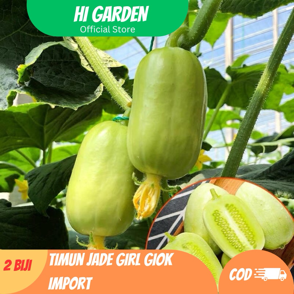 2 Biji Benih Timun Jade Girl – Timun Mini Manis & Renyah – Cocok untuk Pot & Kebun