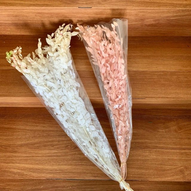 

Ruscus Preserved Flower Bunga Kering Awet