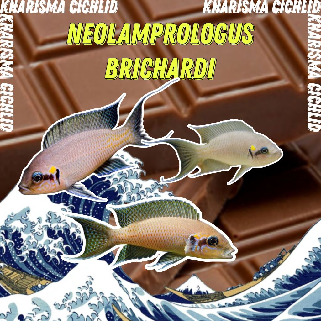 Neolamprologus Brichardi Cichlid Tanganyika