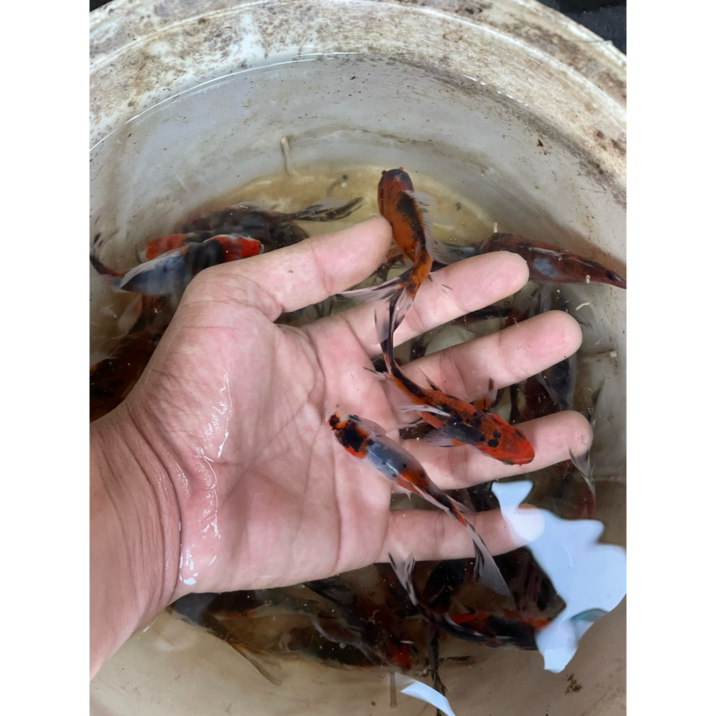 komet bokim, pancawarna, 13rb= 1 ekor, ukuran 8-9cm, ikan hias Air Tawar, akuarium, kolam, aquascape