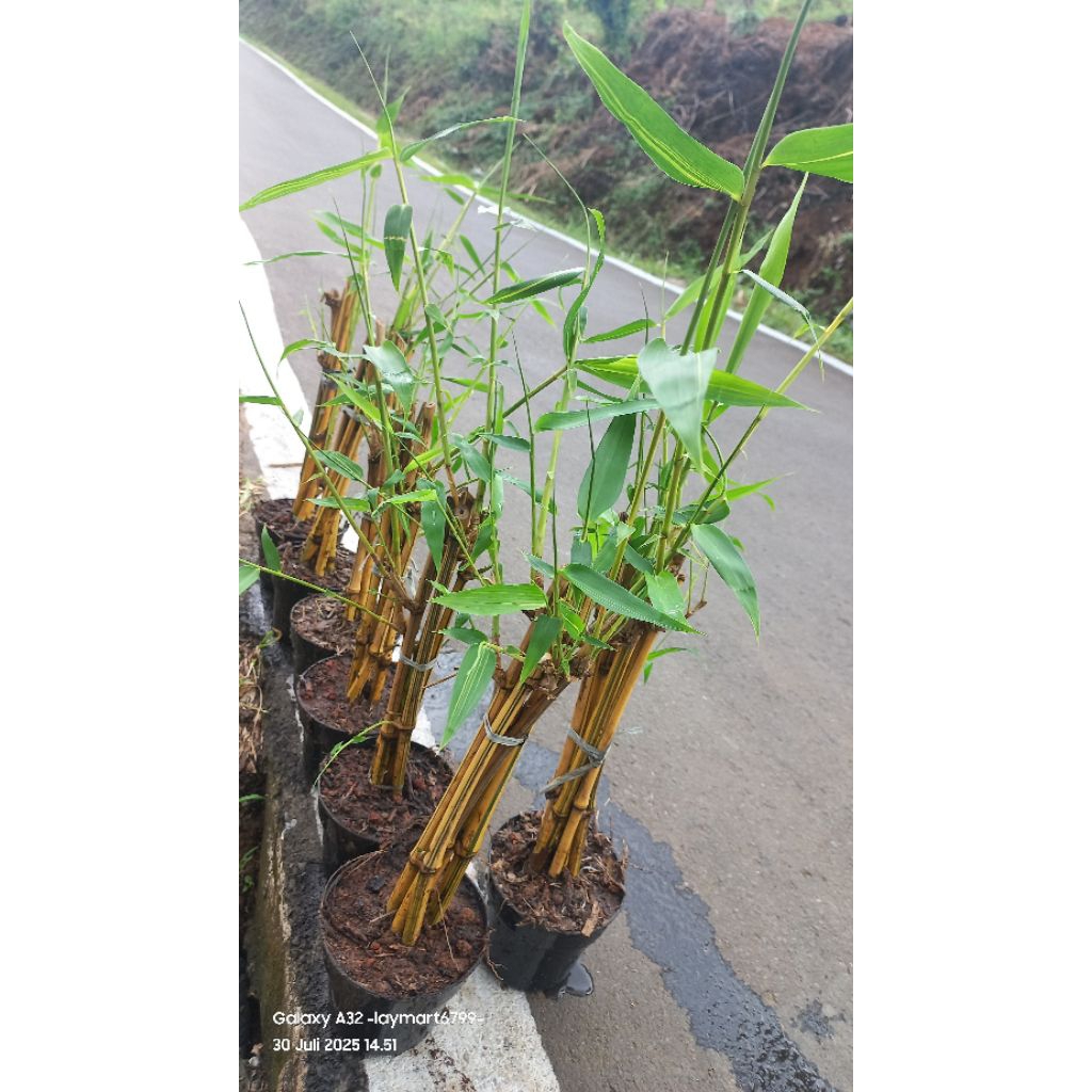 bambu kuning tumbuh 5pohon+ pot