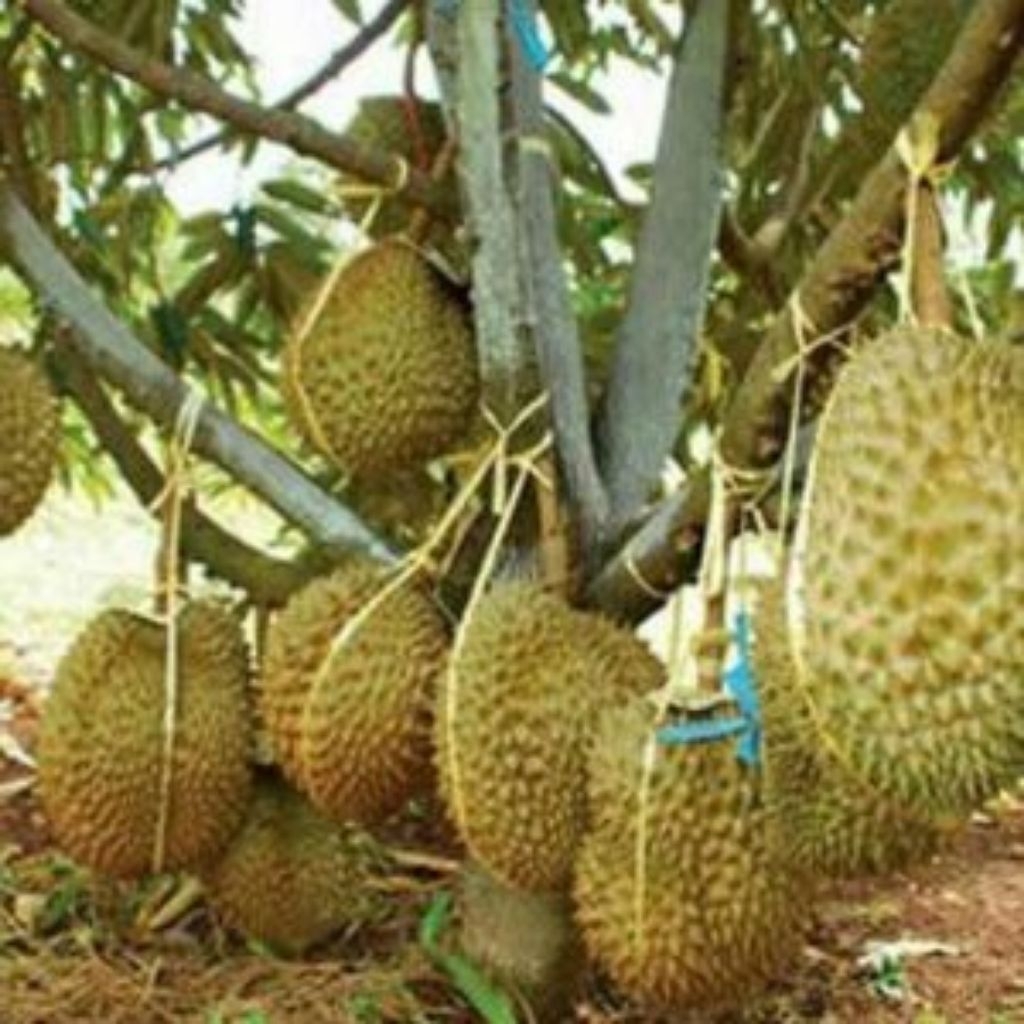bibit durian duri hitam original