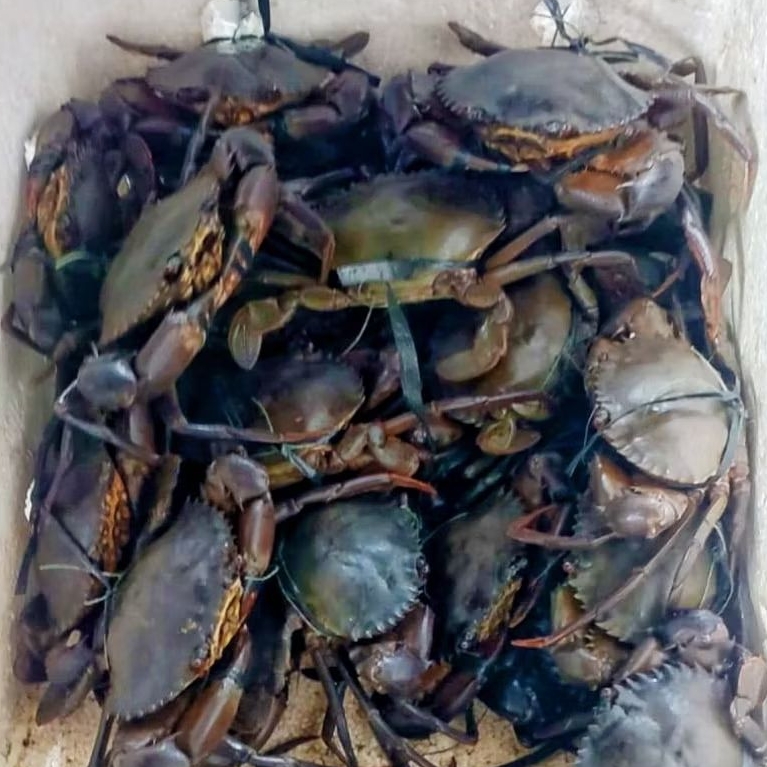

Kepiting Jantan Hidup Full Daging