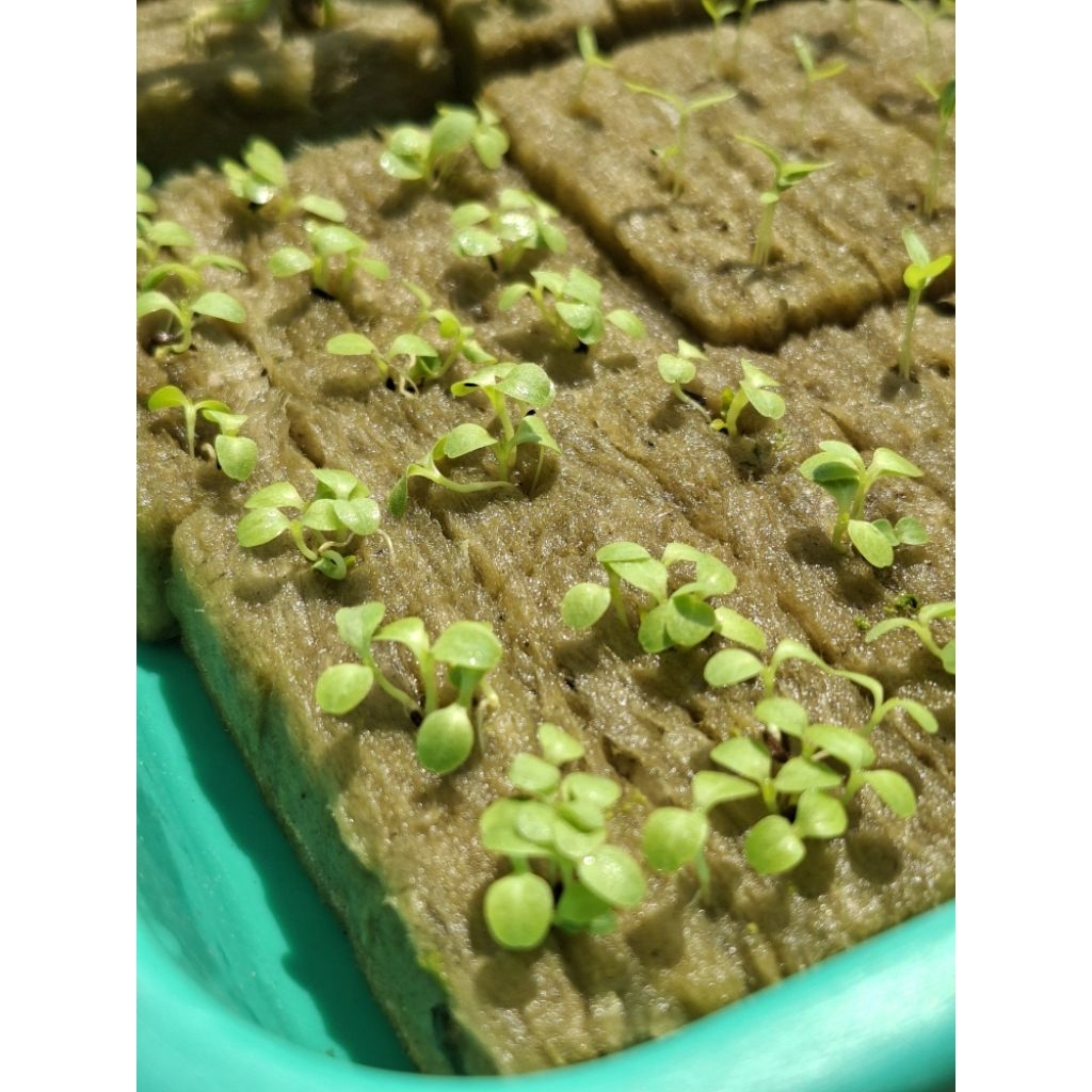 

selada (NOT FOR SALE)